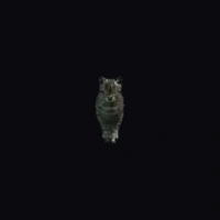 a_c_cat_01