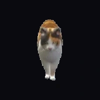 a_c_cat_02