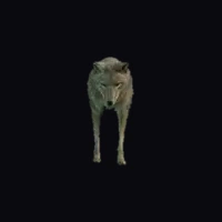 a_c_coyote