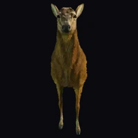 a_c_deer