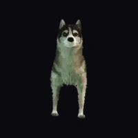 a_c_husky