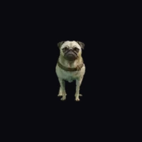 a_c_pug