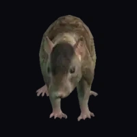 a_c_rat