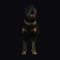 a_c_rottweiler
