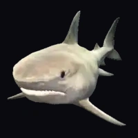 a_c_sharktiger